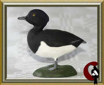 Tufted duck - Aythya fuligula